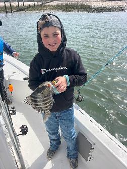 sheepshead charleston sc