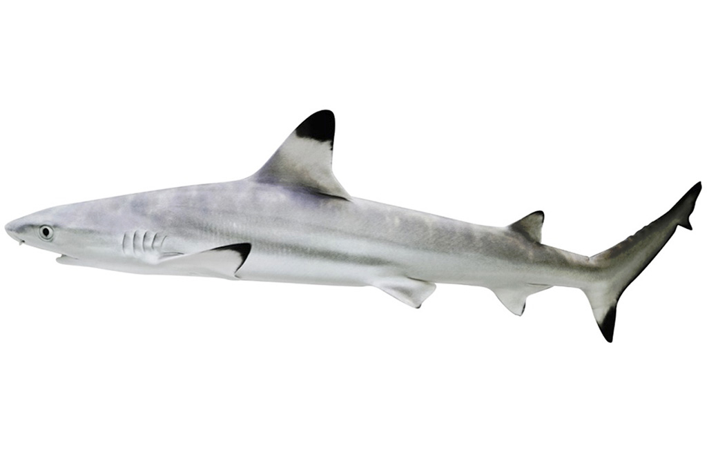 Blacktip Shark