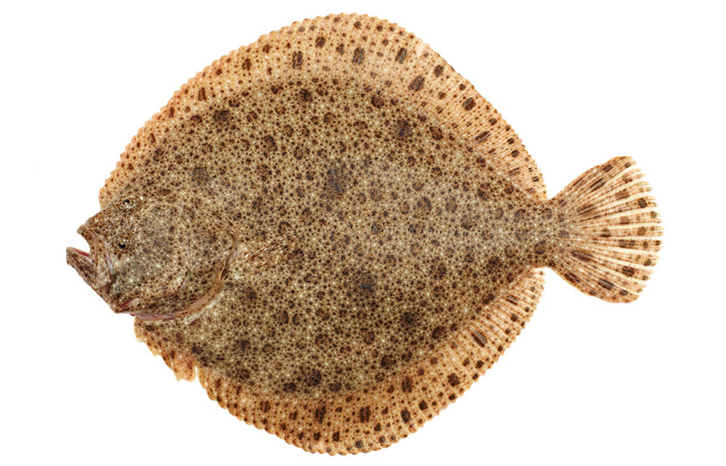 Flounder