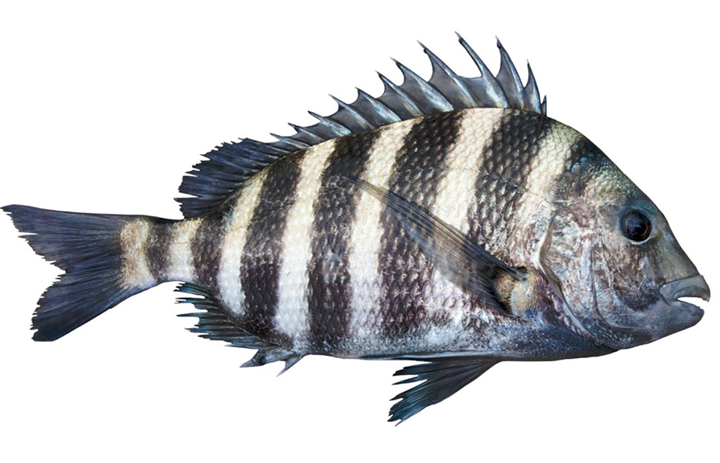Sheepshead
