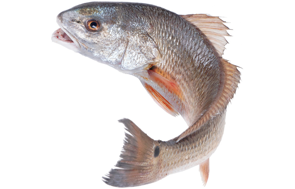 Spotted Redfish