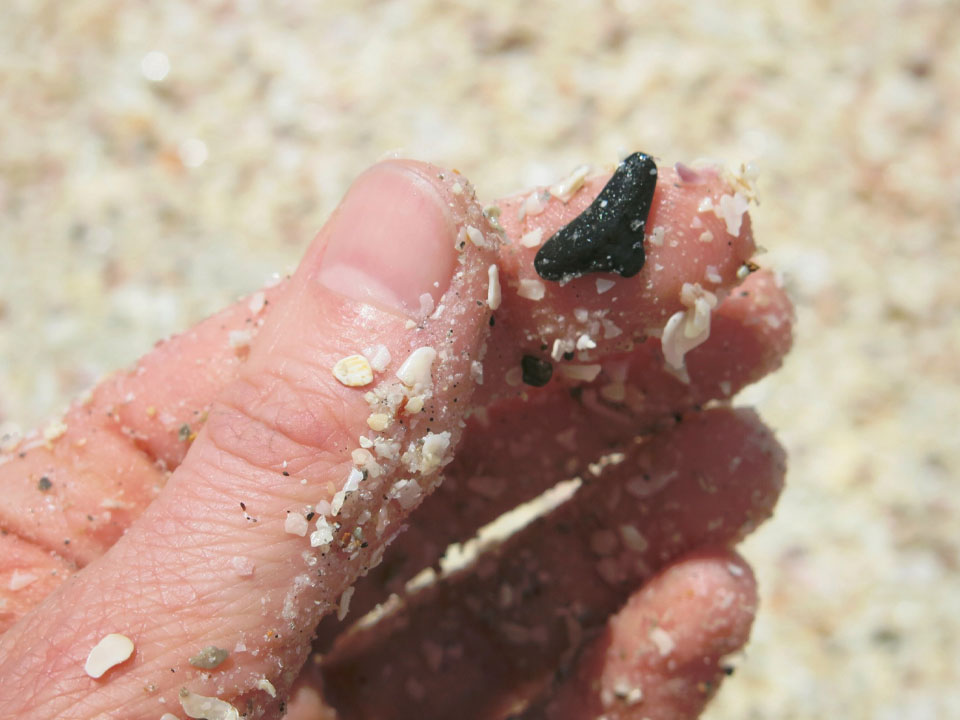 Shark Tooth Hunting in SC