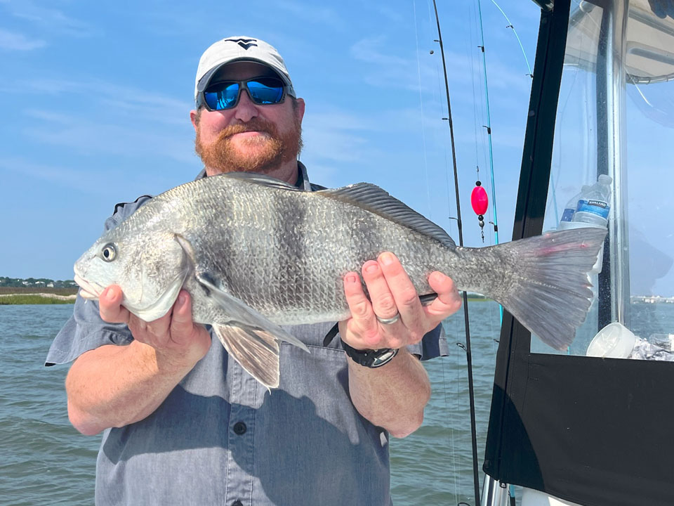 Sheepshead caught on Charleston fishing charter